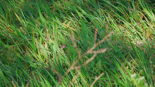 秋天南方乡村稻田里在觅食的白腰文鸟