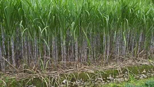 广西甘蔗种植蔗糖制糖原料乡村振兴农业田地