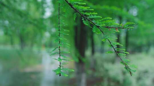 下雨春雨 雨水 谷雨