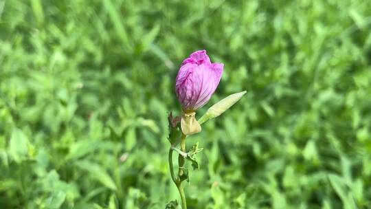 紫色花朵微距镜头