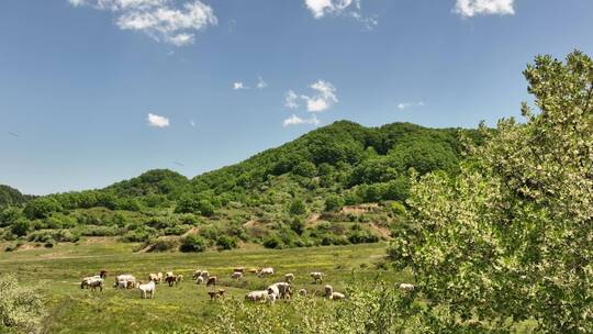 高山草原森林环保农牧业白云牛羊天然氧吧