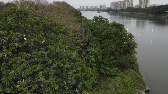 河边的野生白鹭