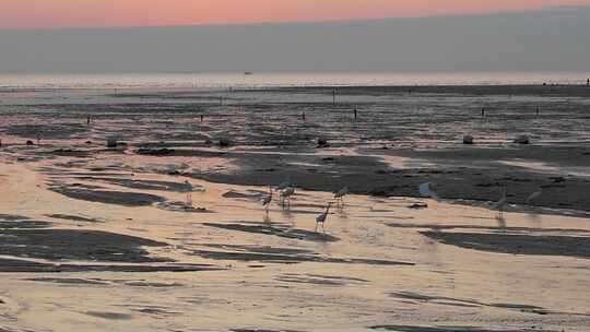 日落时分大海滩涂上的白鹭在觅食视频素材模板下载