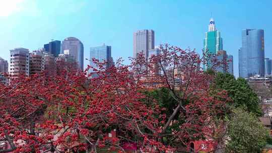 广州烈士陵园木棉花盛开