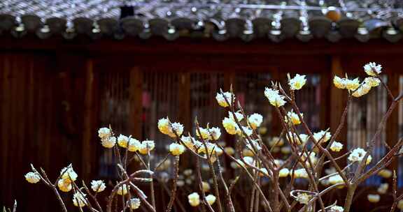 春天古风建筑旁结香盛开