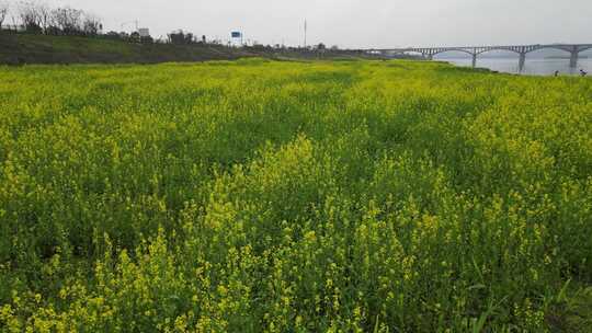 航拍长沙江边油菜花地