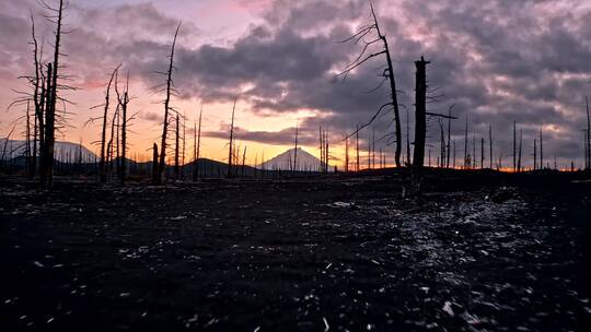 火山上荒无人烟的树林视频素材模板下载