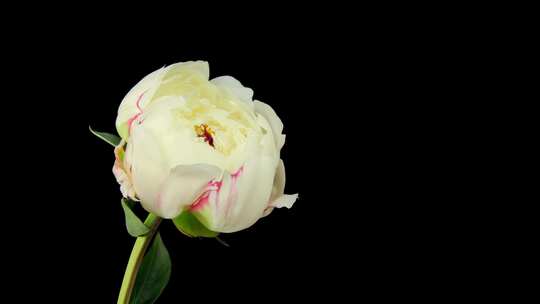 盛开的白玫瑰