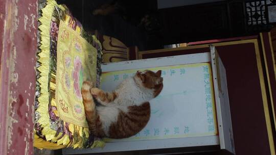 寺庙中的猫 晒太阳的猫  睡觉的猫 竖版视频素材模板下载