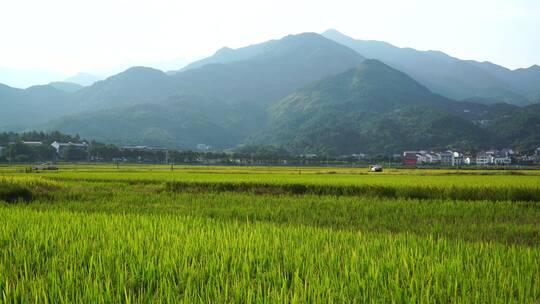 南岳衡山水帘洞风景区乡村稻田风光