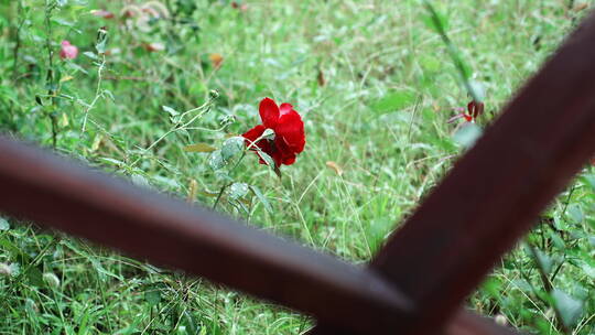 雨中红花