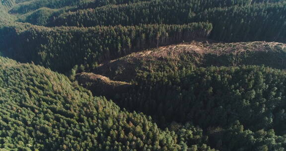 砍伐森林环保题材保护地球概念航拍