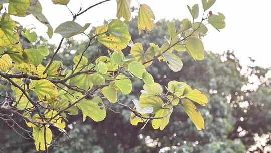 下午公园一角植物跑步休闲