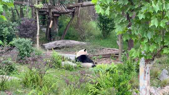 成都大熊猫繁殖基地