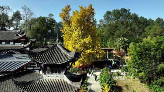 重庆天心寺银杏航拍