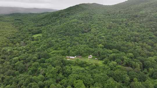 森林蜂场 原始态 航拍蜂场 养蜂 蜂蜜 蜜蜂