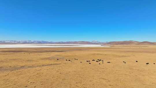 航拍甘南草原牦牛群尕海湖
