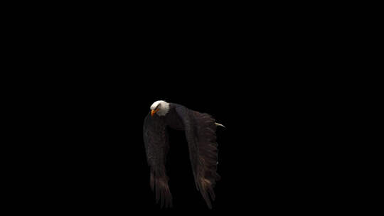 3D Eagle Animation 3