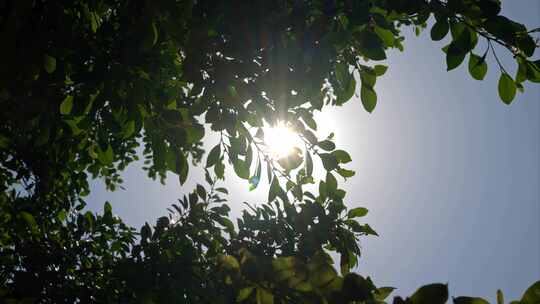 夏日阳光树林实拍