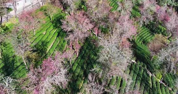 航拍云南无量山樱花谷冬樱风光