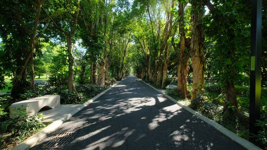 植物园公园树荫林荫大道林间小路观光步道