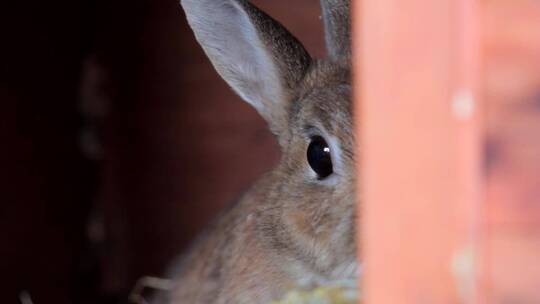 小兔子藏在角落里