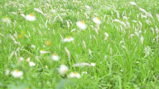 微风吹拂草丛实拍