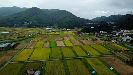 日本秋天雨天的清酒稻田