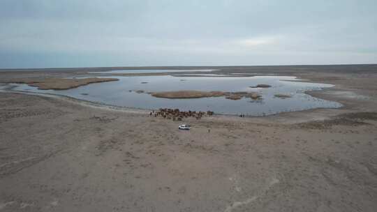 阿勒泰福海骆驼