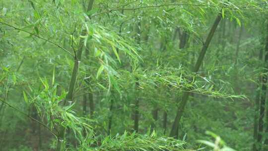 竹林竹叶禅意下雨天唯美空镜