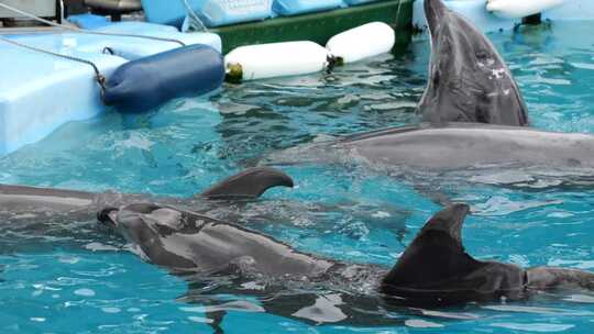 名古屋港公共水族馆