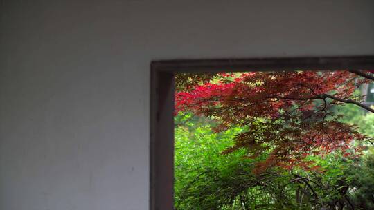 秋天窗外的红叶