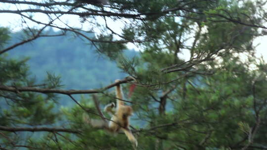 小金丝猴独自在树上跳跃