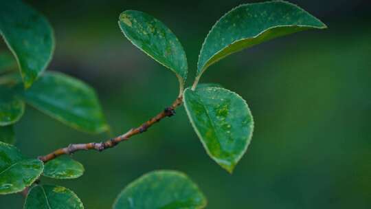 绿叶雨后雨滴水珠