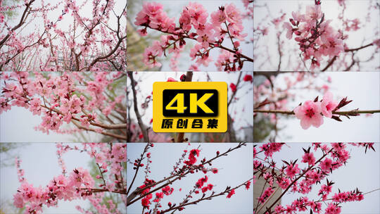 春天盛开樱花花朵唯美空镜视频素材模板下载