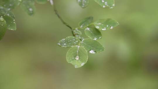 树叶、植物、露水、水滴