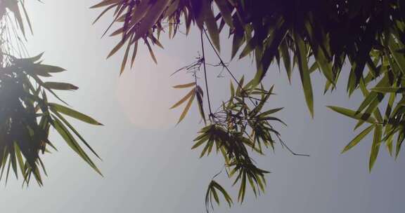竹子竹叶秋日阳光光斑意境特写