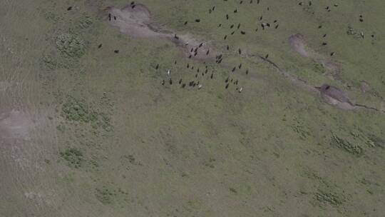 草原上奔跑的牛群
