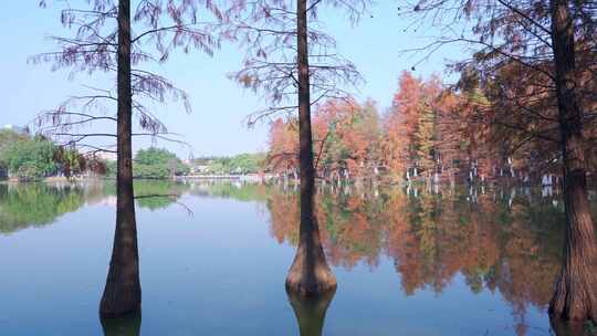 广州番禺大夫山森林公园云岫湖落羽杉红叶