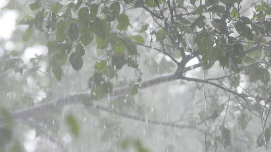 庭园屋檐雨滴夏天植物淋雨大雨暴雨唯美空镜