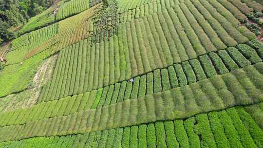 茶园茶叶茶茶山绿茶农业茶海采茶茶文化航拍