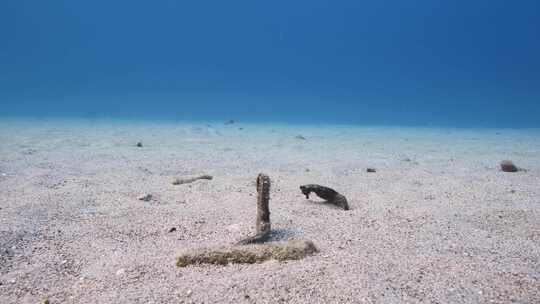 海马，珊瑚，海洋生物，水下