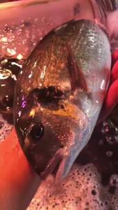 野生海鱼金头鲷实拍