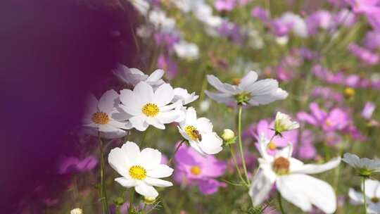 花海 春天 希望 阳光 清新