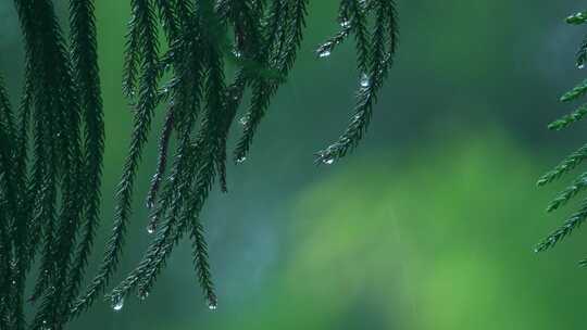 森林下雨松树风景