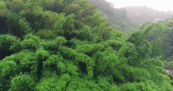 航拍美丽大山竹林风光