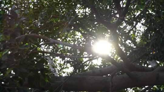 阳光透过树叶洒下景象