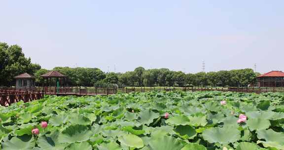 苏州相城荷塘月色湿地公园荷花季