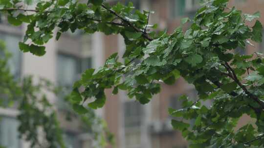 6K雨中银杏枝叶03