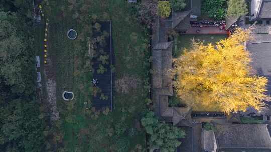 航拍古寺千年银杏秋景西安古观音禅寺